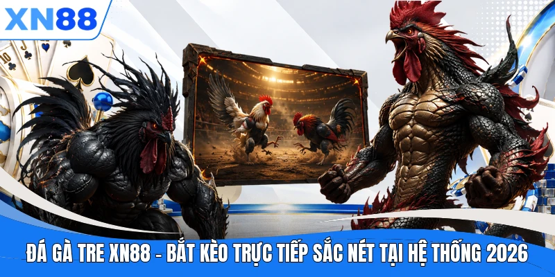 da ga tre xn88 bat keo truc tiep sac net tai he thong 2026