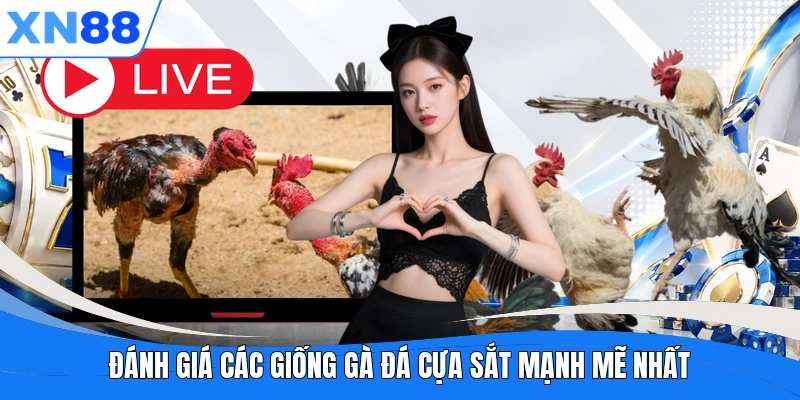 Đánh giá các giống gà đá cựa sắt mạnh mẽ nhất