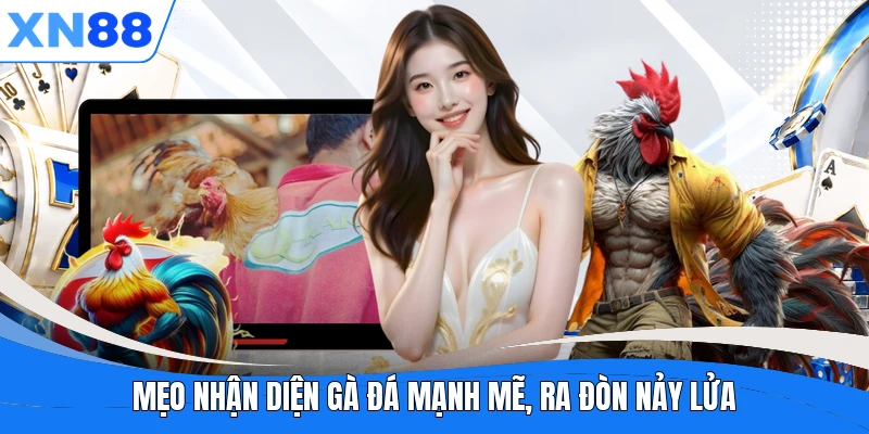 Mẹo nhận diện gà đá mạnh mẽ, ra đòn nảy lửa